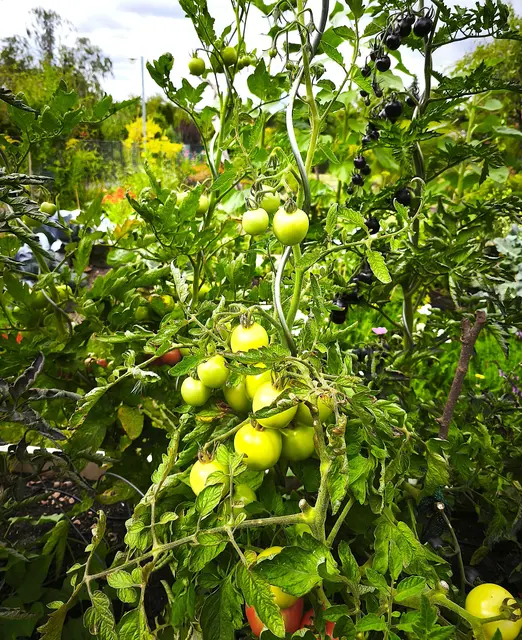 Prächtige Tomaten in einem Garten  | Foto: Shima Mahi