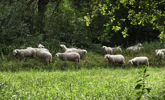 Sie werden jedes Jahr an die Wietze gebracht.  | Foto: Shima Mahi