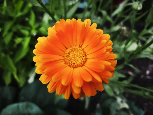 Zum Abschluss gibt es noch eine Ringelblume. | Foto: Shima Mahi