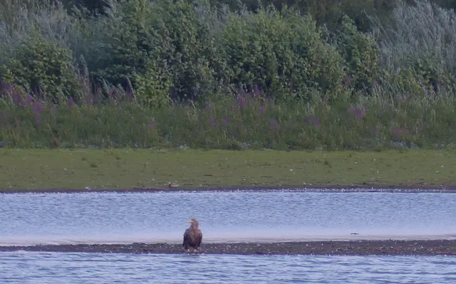 
auch der SeeAdler hat hier ein ZuHause gefunden