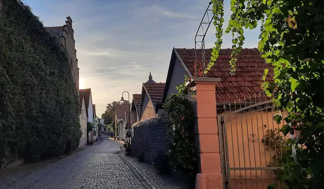 Rheinhessen / Spaziergang bei Sonnenuntergang