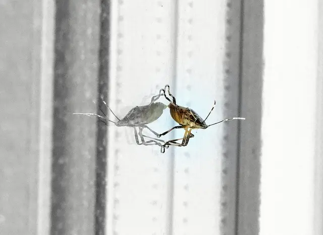 Die Wanze spiegelt sich im Fenster