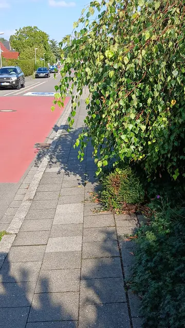 Gehweg in Wesel-Obrighoven an der Eichenstraße, die Fahrradstraße die zur Lauerhaas-Schule führt. Behinderung durch massiven Pflanzenüberwuchs.
Hier bleibt dem 🚶 Fußgänger, bzw. dem Schulkind nichts anderes übrig, als auf die Fahrbahn auszuweichen, wenn er seinen Weg fortsetzen möchte.
 | Foto: Siegmund Walter 01.09.2026, 17:20 Uhr
