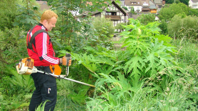 Riesenbärenklau an der Eder in Hatzfeld wurde in 2013 entfernt.
