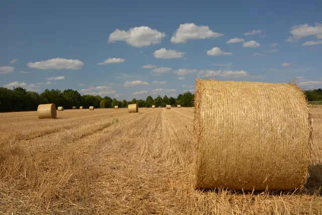 Die Ernte ist eingebracht.
