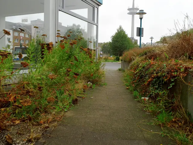 Durch Pflanzenüberwuchs eingeengter Gehweg, neben dem Hochhaus.
Sachstand: 03.09.2026
Kameraperspektive: Öffentlicher Gehweg | Foto: Siegmund Walter, 03.09.2026, 12:08 Uhr