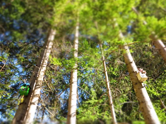 ….da hat sich jemand echt Mühe gegeben, der Wald voller Kuckucksuhren🕰️