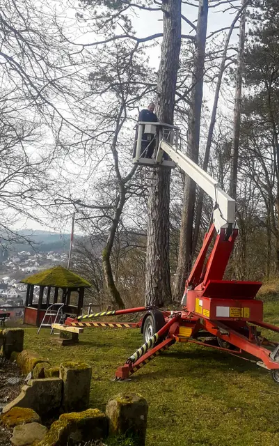 Fledermaus-Wochenstubenkasten wurde vor Baumfällaktion (Sicherungsmaßnahme) demontiert, um diese anderweitig einzusetzen.