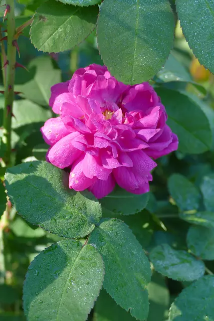 Rose "de Resht", mit Morgentau. September 2026