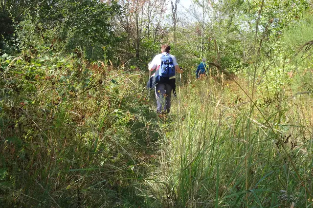 der ehemalige Forst- und Höhenweg ist teilweise schon fast zugewachsen