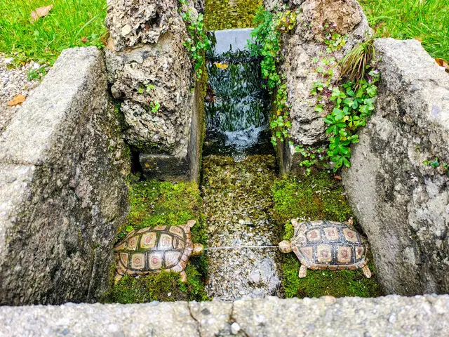 Welche Schildkröte spukt und welche schluckt?