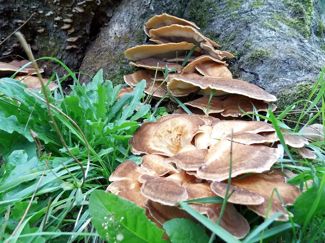 Imposanter Baumpilz am Stammfuß eines Baumes. Vermutlich handelt es sich hier um Riesenporlinge. | Foto: Siegmund Walter, 11.09.2026, 14:41 Uhr