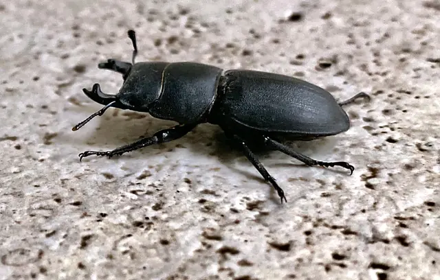 Der Balkenschröter (Dorcus parallelipipedus), auch Zwerghirschkäfer genannt