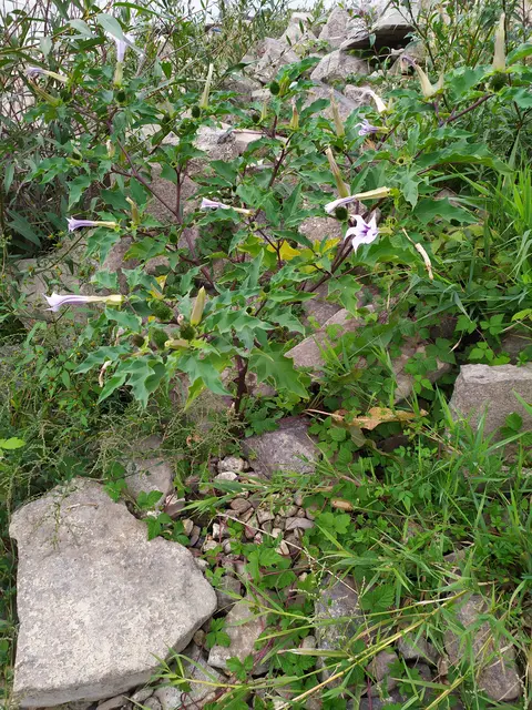 Auffällig die großen Blüten, denen die Engelstrompete ihren prosaischen Namen zu verdanken hat.
