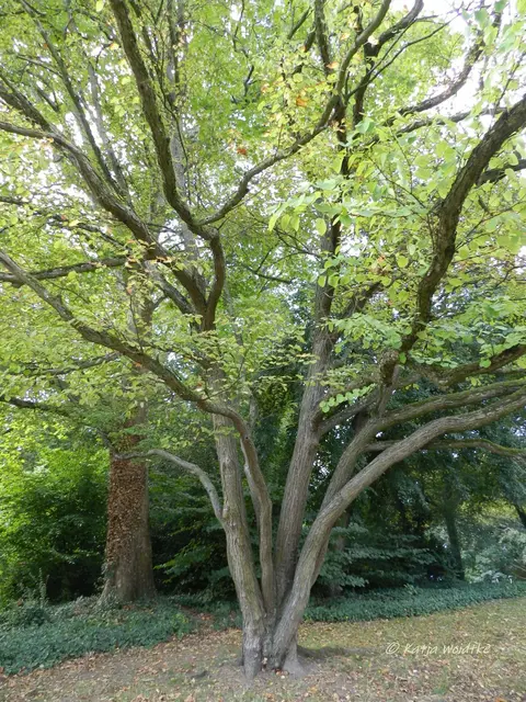 Maschpark Hannover