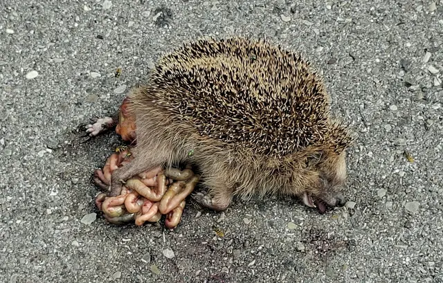 Kein schöner Anblick - dieser Igel wurde in Gottmannshofen in der Geißbergstraße überfahren - schade. | Foto: Otto Killensberger