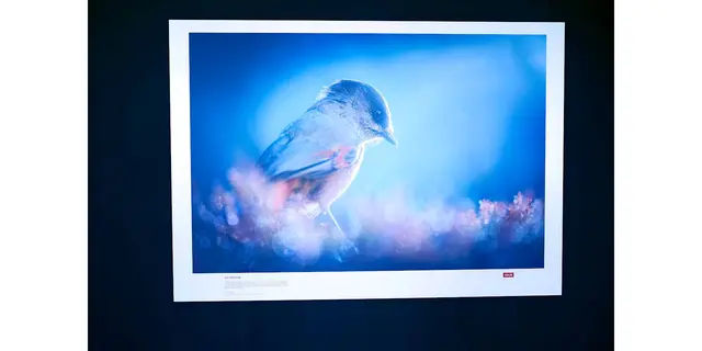 Titel: Auf der Suche   -   Naturfotografien von Florian und Lisa Marie Smit.

Bild aus Artikel in Myheimat: „Skandinavien. Unberührte Wildnis – Naturfotografien von Florian und Lisa Marie Smit. Neue Ausstellung in der Städtischen Galerie Iserlohn.“