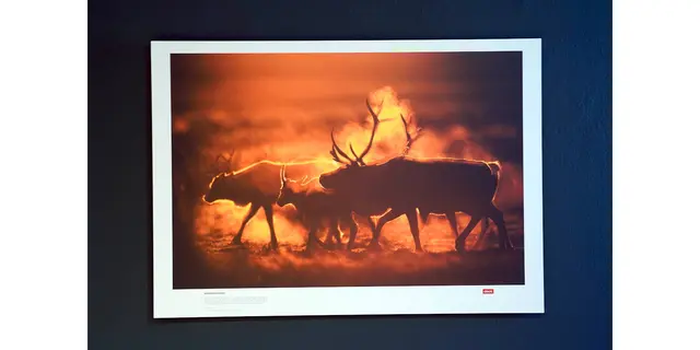 Titel: Morgenstimmung   -   Naturfotografien von Florian und Lisa Marie Smit.

Bild aus Artikel in Myheimat: „Skandinavien. Unberührte Wildnis – Naturfotografien von Florian und Lisa Marie Smit. Neue Ausstellung in der Städtischen Galerie Iserlohn.“