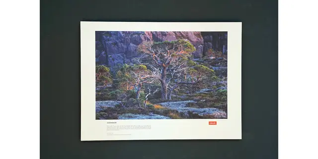 Titel: Lebensbaum   -   Naturfotografien von Florian und Lisa Marie Smit.

Bild aus Artikel in Myheimat: „Skandinavien. Unberührte Wildnis – Naturfotografien von Florian und Lisa Marie Smit. Neue Ausstellung in der Städtischen Galerie Iserlohn.“
