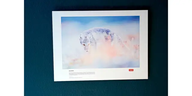Titel: Neugierde   -   Naturfotografien von Florian und Lisa Marie Smit.

Bild aus Artikel in Myheimat: „Skandinavien. Unberührte Wildnis – Naturfotografien von Florian und Lisa Marie Smit. Neue Ausstellung in der Städtischen Galerie Iserlohn.“