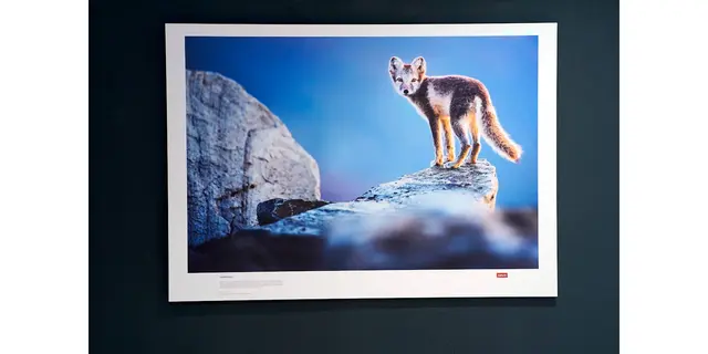 Titel: Sommerfell   -   Naturfotografien von Florian und Lisa Marie Smit.

Bild aus Artikel in Myheimat: „Skandinavien. Unberührte Wildnis – Naturfotografien von Florian und Lisa Marie Smit. Neue Ausstellung in der Städtischen Galerie Iserlohn.“