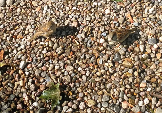 Bei unserem heutigen Besuch auf Gut Görtz bekamen wir überraschend Besuch von zwei zutraulichen Haussperlingen. 