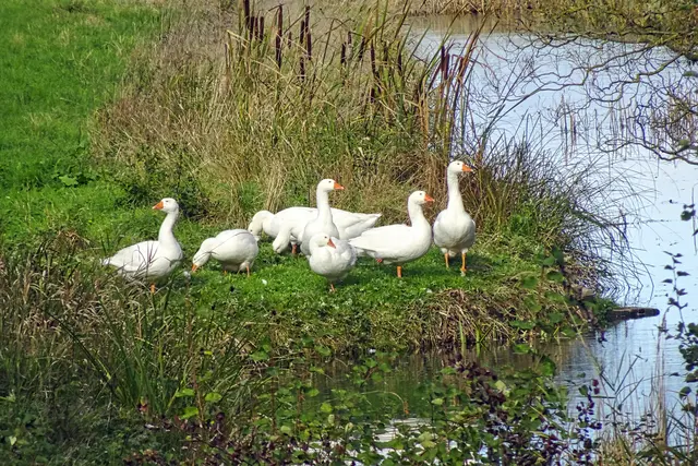 am Bodeufer