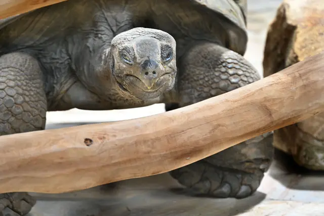 Aldabra-Riesenschildkröte, Reptiliebn von ganz groß bis ...