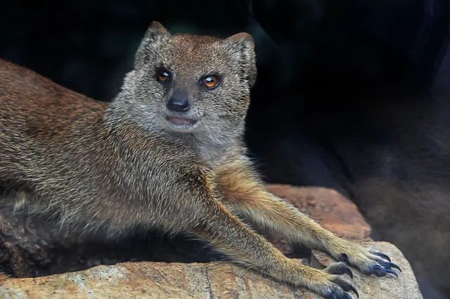 Fuchsmanguste