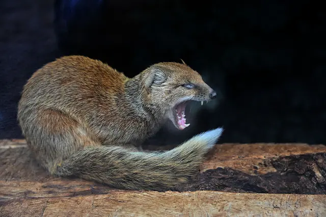 Fuchsmanguste
