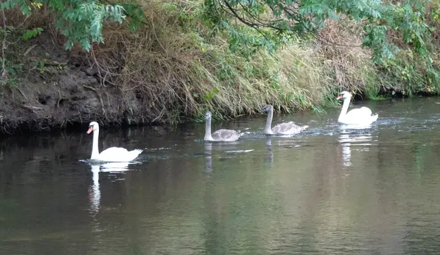 Schwanenfamilie auf der Bode