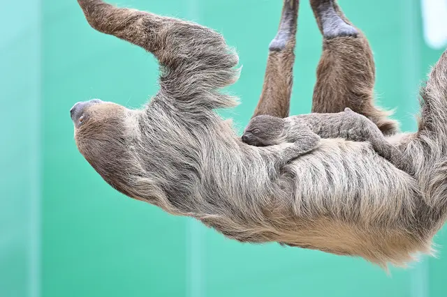 Mit etwas Glück ist ein Blick auf das Faultierbaby zu erhaschen