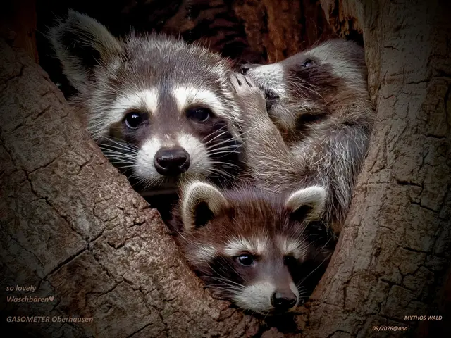 so lovely♥
Dabei können Waschbären auch ganz 
schöne (stinkende´) Quälgeister sein!
:-)