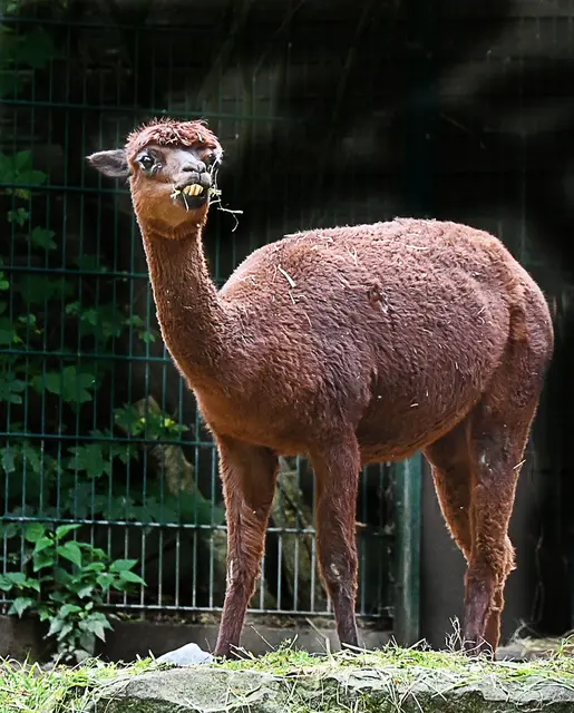 Alpaka