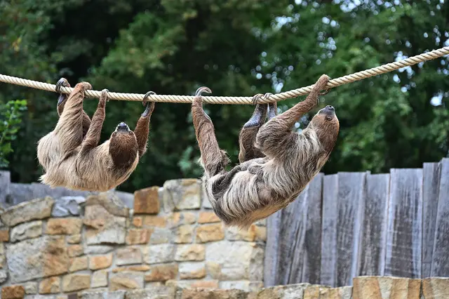 Hier hangeln sich Zweifingerfaultiere durch die Gegend