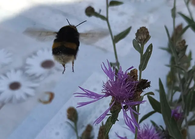 schwebende Hummel, Bombus
