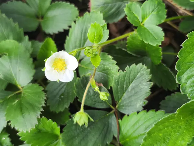 wahrscheinlich die letzte Erdbeerblüte