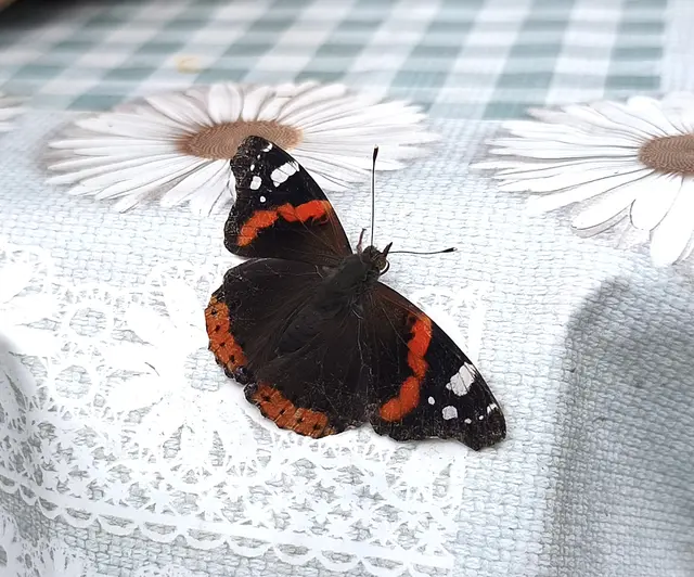 Vanessa Atalanta