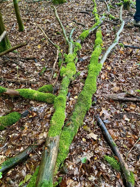 Foto: Freie Schwimmer Rheinkamp