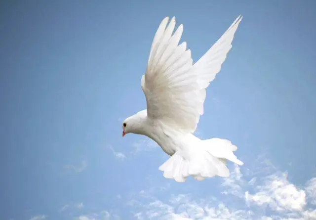 Die weiße Taube – Symbol für Hoffnung und die Sehnsucht nach einem friedlichen Miteinander.
