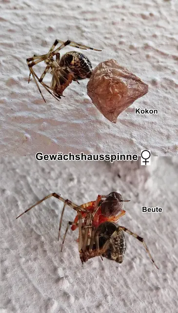 Gewächshausspinne mit Kokon/Beute / Gewächshaus-Mondspinne (Parasteatoda tepidariorum, Syn.: Achaearanea tepidariorum) Carl Ludwig Koch 1841
Klasse:	Spinnentiere (Arachnida)
Ordnung:	Webspinnen (Araneae)
Unterordnung:	Echte Webspinnen (Araneomorphae)
Teilordnung:	Entelegynae
Familie:	Kugelspinnen (Theridiidae)
Gattung:	Mondspinnen (Parasteatoda)
Art:	Gewächshausspinne | Foto: GvMeegen