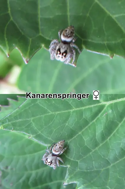 Kanarenspringer Weibchen (Macaroeris nidicolens) Charles Athanase Walckenaer 1802
Klasse:	Spinnentiere (Arachnida)
Ordnung:	Webspinnen (Araneae)
Unterordnung:	Echte Webspinnen (Araneomorphae)
Familie:	Springspinnen (Salticidae)
Gattung:	Macaroeris
Art: Kanarenspringer | Foto: GvMeegen