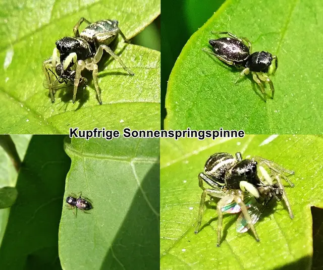 Kupfrige Sonnenspringspinne / Sonnenspringspinne / Kupfriger Sonnenspringer (Heliophanus cupreus) Charles Athanase Walckenaer 1802
Klasse:	Spinnentiere (Arachnida)
Ordnung:	Webspinnen (Araneae)
Unterordnung:	Echte Webspinnen (Araneomorphae)
Familie:	Springspinnen (Salticidae)
Gattung:	Heliophanus
Art:	Kupfrige Sonnenspringspinne | Foto: GvMeegen