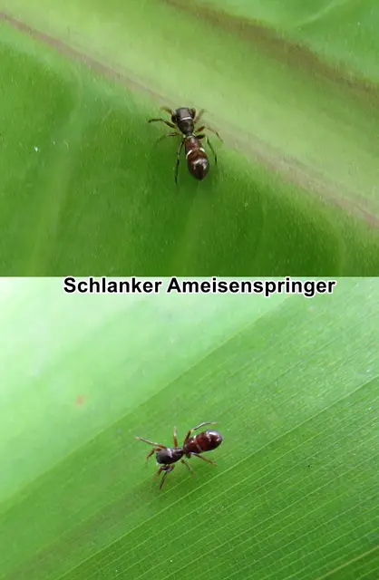 Schlanker Ameisenspringer / Jagende Ameisenspringspinne (Synageles venator) Pierre Hippolyte Lucas 1836
Klasse:	Spinnentiere (Arachnida)
Ordnung:	Webspinnen (Araneae)
Unterordnung:	Echte Webspinnen (Araneomorphae)
Familie:	Springspinnen (Salticidae)
Gattung:	Zwergameisenspringer (Synageles)
Art:	Schlanker Ameisenspringer | Foto: GvMeegen
