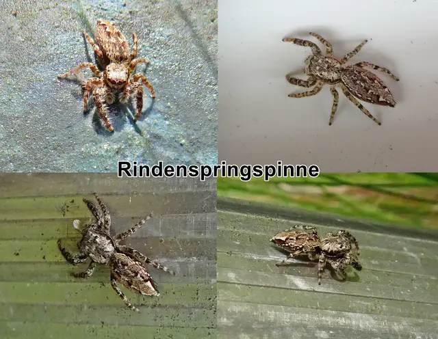 Rindenspringspinne / Große Rindenspringspinne / Rindenstreckspringer (Marpissa muscosa) Carl Alexander Clerck 1757
Klasse:	Spinnentiere (Arachnida)
Ordnung:	Webspinnen (Araneae)
Unterordnung:	Echte Webspinnen (Araneomorphae)
Familie:	Springspinnen (Salticidae)
Gattung:	Echte Streckspringer (Marpissa)
Art:	Rindenspringspinne | Foto: GvMeegen
