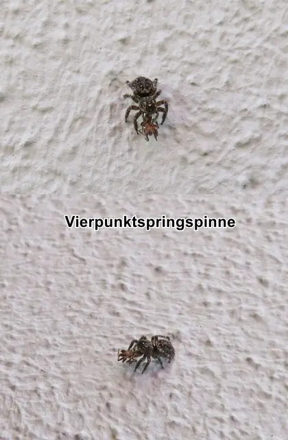 Vierpunktspringspinne / Behaarter Hockling (Attulus pubescens, Syn.: Sitticus pubescens, Hypositticus pubescens) Johann Christian Fabricius 1775
Klasse:	Spinnentiere (Arachnida)
Ordnung:	Webspinnen (Araneae)
Unterordnung:	Echte Webspinnen (Araneomorphae)
Familie:	Springspinnen (Salticidae)
Gattung:	Sandhocklinge (Attulus)
Art:	Vierpunktspringspinne | Foto: GvMeegen