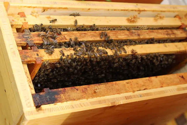 Ein Einblick in die Bienenwelt 