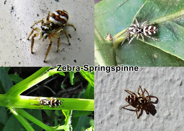 Zebra-Springspinne / Mauer-Zebraspringspinne / Harlekinspringspinne (Salticus scenicus) Carl Alexander Clerck 1757
Klasse:	Spinnentiere (Arachnida)
Ordnung:	Webspinnen (Araneae)
Unterordnung:	Echte Webspinnen (Araneomorphae)
Familie:	Springspinnen (Salticidae)
Gattung:	Zebraspringspinnen (Salticus)
Art: Zebra-Springspinne | Foto: GvMeegen