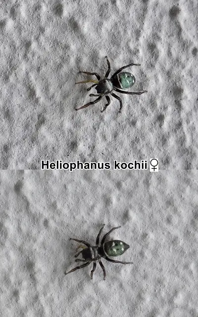 odtN Heliophanus kochii (Weibchen) Eugène Louis Simon 1868
Klasse:	Spinnentiere (Arachnida)
Ordnung:	Webspinnen (Araneae)
Unterordnung:	Echte Webspinnen (Araneomorphae)
Familie:	Springspinnen (Salticidae)
Gattung:	Heliophanus
Art: Heliophanus kochii | Foto: GvMeegen