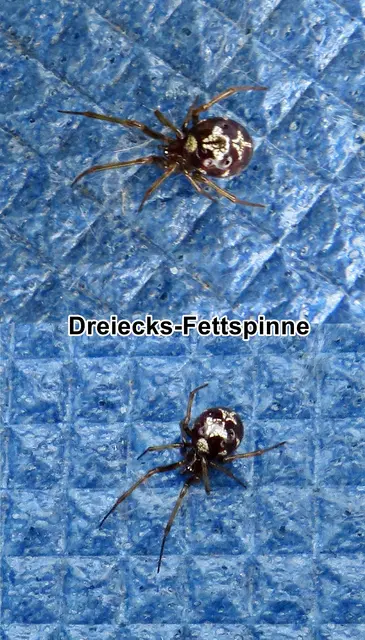 Dreiecks-Fettspinne / Wärmeliebende Kugelspinne (Steatoda triangulosa) Charles Athanase Walckenaer 1802
Klasse:	Spinnentiere (Arachnida)
Ordnung:	Webspinnen (Araneae)
Unterordnung:	Echte Webspinnen (Araneomorphae)
Teilordnung:	Entelegynae
Überfamilie:	Radnetzspinnen (Araneoidea)
Familie:	Kugelspinnen (Theridiidae)
Gattung:	Fettspinnen (Steatoda)
Art:	Dreiecks-Fettspinne | Foto: GvMeegen